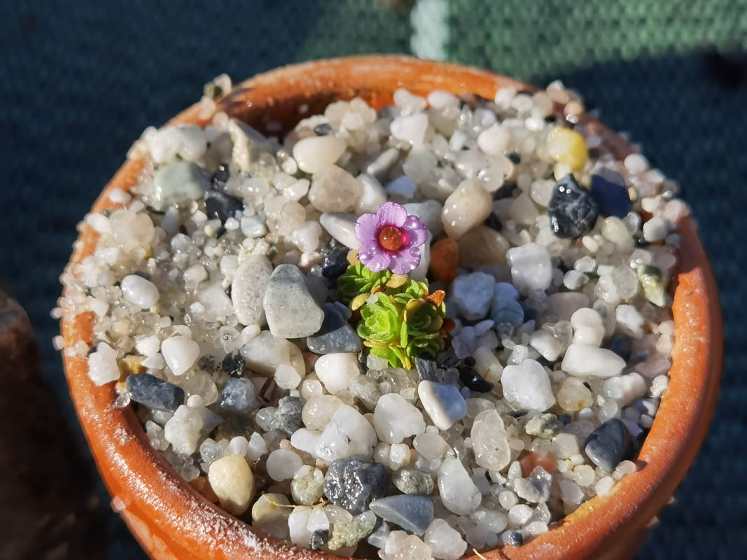 Dionysia afganica